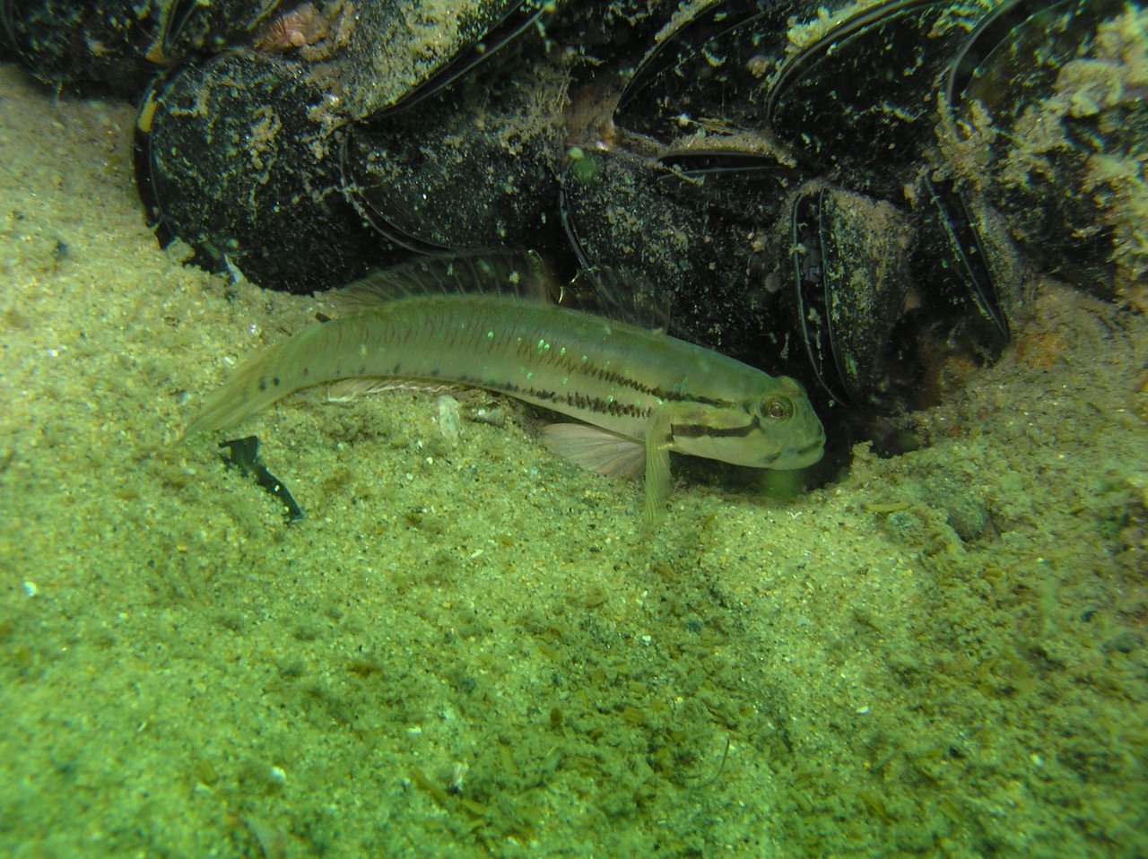 EGCMA | Marine Life In The Lakes