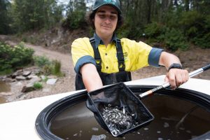 VFA Officer holds a net of Bass fingerlings before releasing them into the Nicholson River