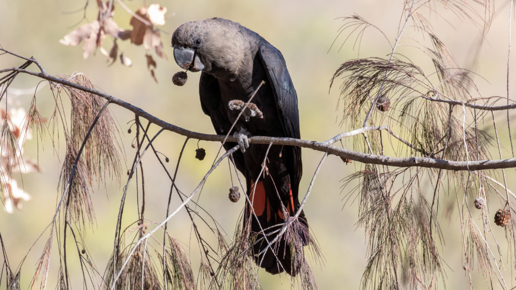 Glossy black-cockatoo