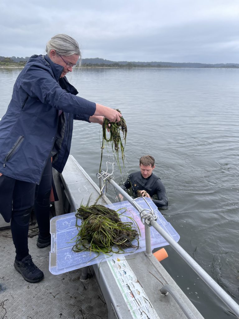 EGCMA staff preparing sea grass for trial sites.