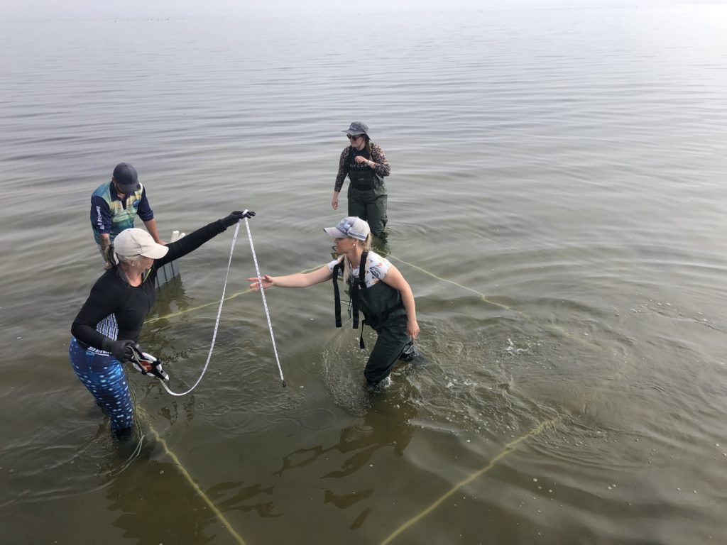 EGCMA staff preparing seagrass trial sites.